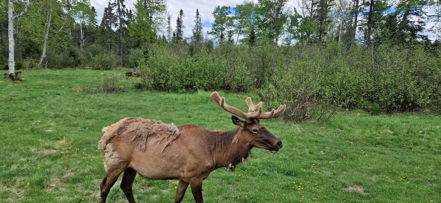 Zoo Sauvage St-Félicien
