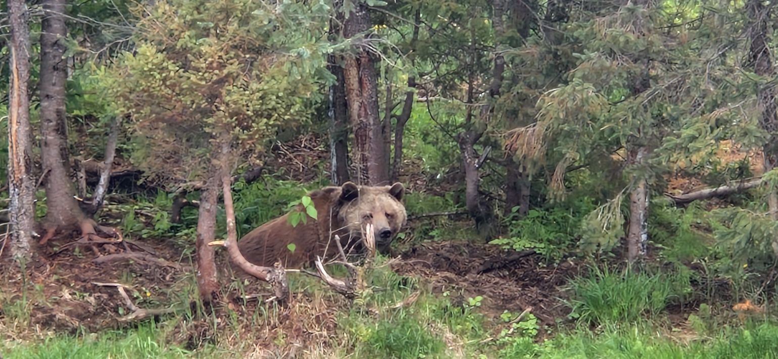 Zoo Sauvage St-Félicien