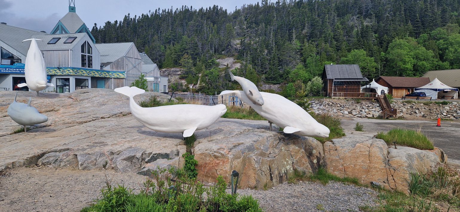 CIMM Tadoussac Québec Canada