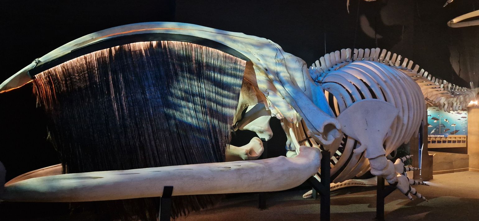 CIMM Tadoussac Québec Canada