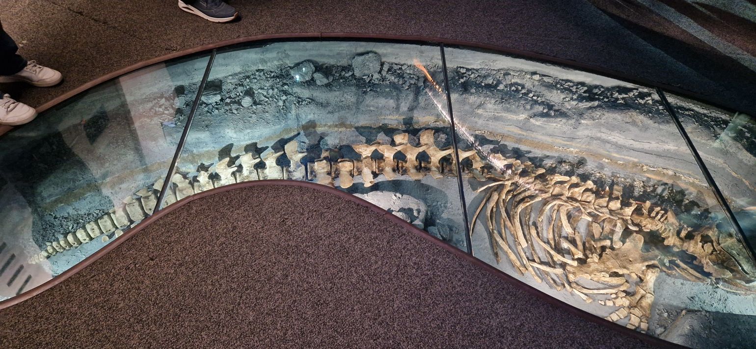 CIMM Tadoussac Québec Canada