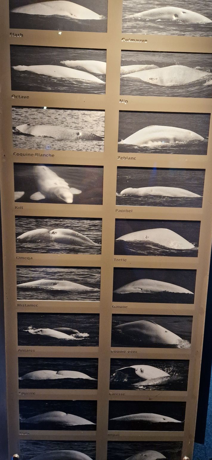 CIMM Tadoussac Québec Canada