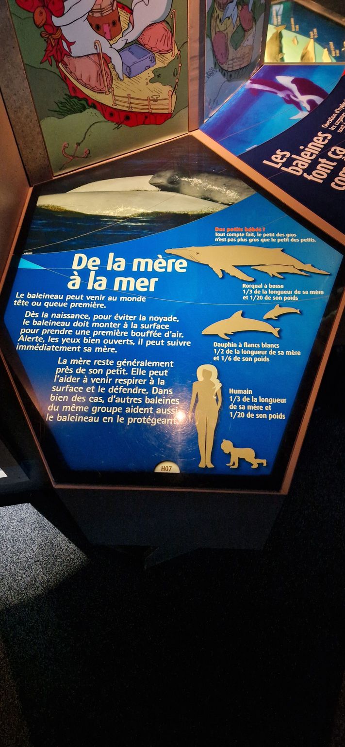 CIMM Tadoussac Québec Canada