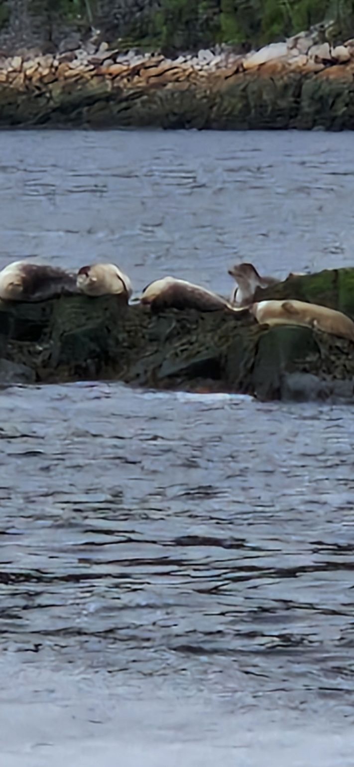 zeehonden Tadoussac Québec Canada