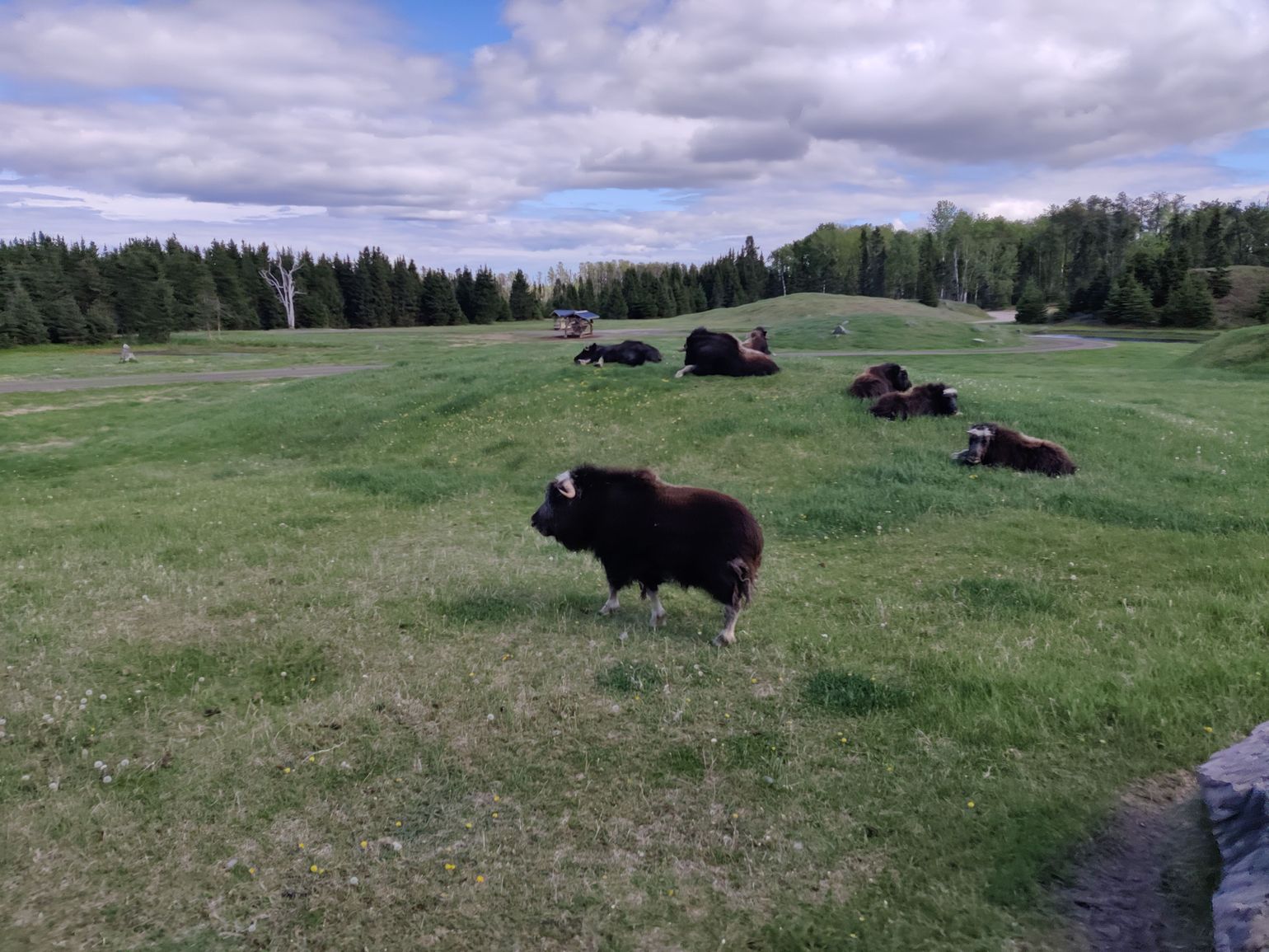 Wildlife Zoo St-Félicien