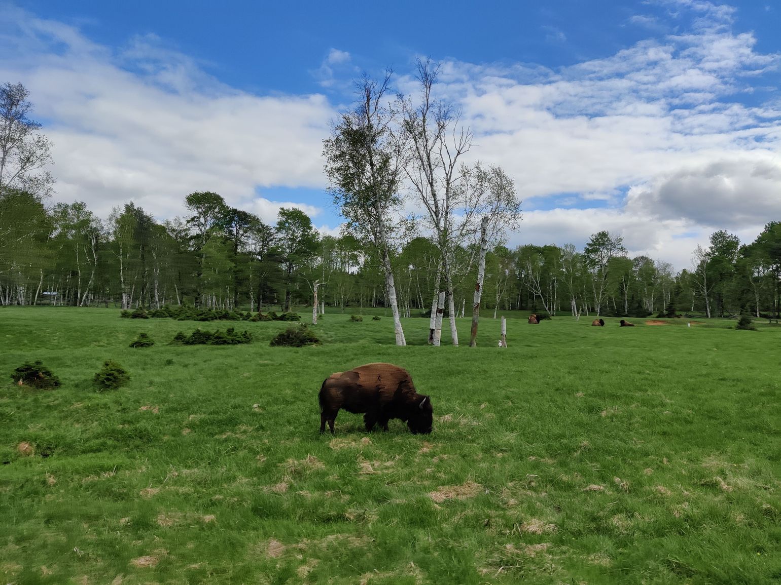Wildlife Zoo St-Félicien