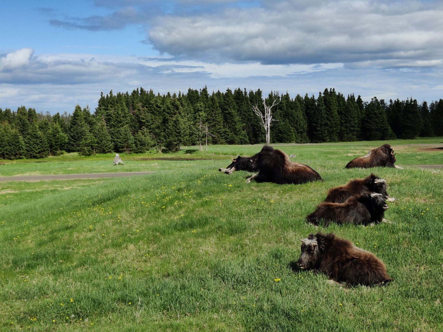 Zoo Sauvage St. Felicien - Quebec - Canada