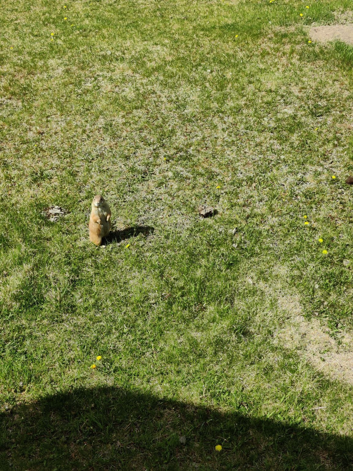 Wildlife Zoo St-Félicien