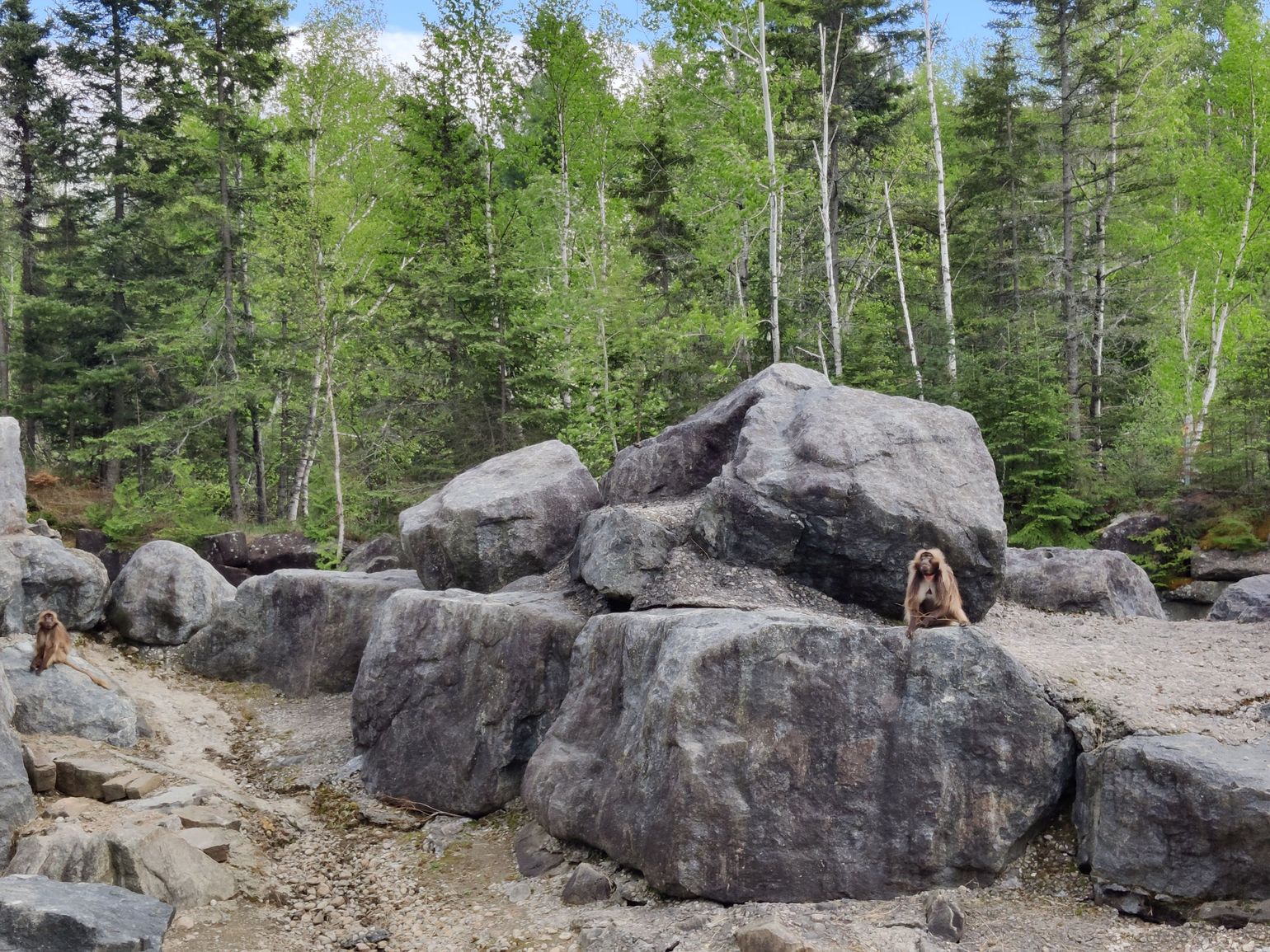 Wildlife Zoo St-Félicien