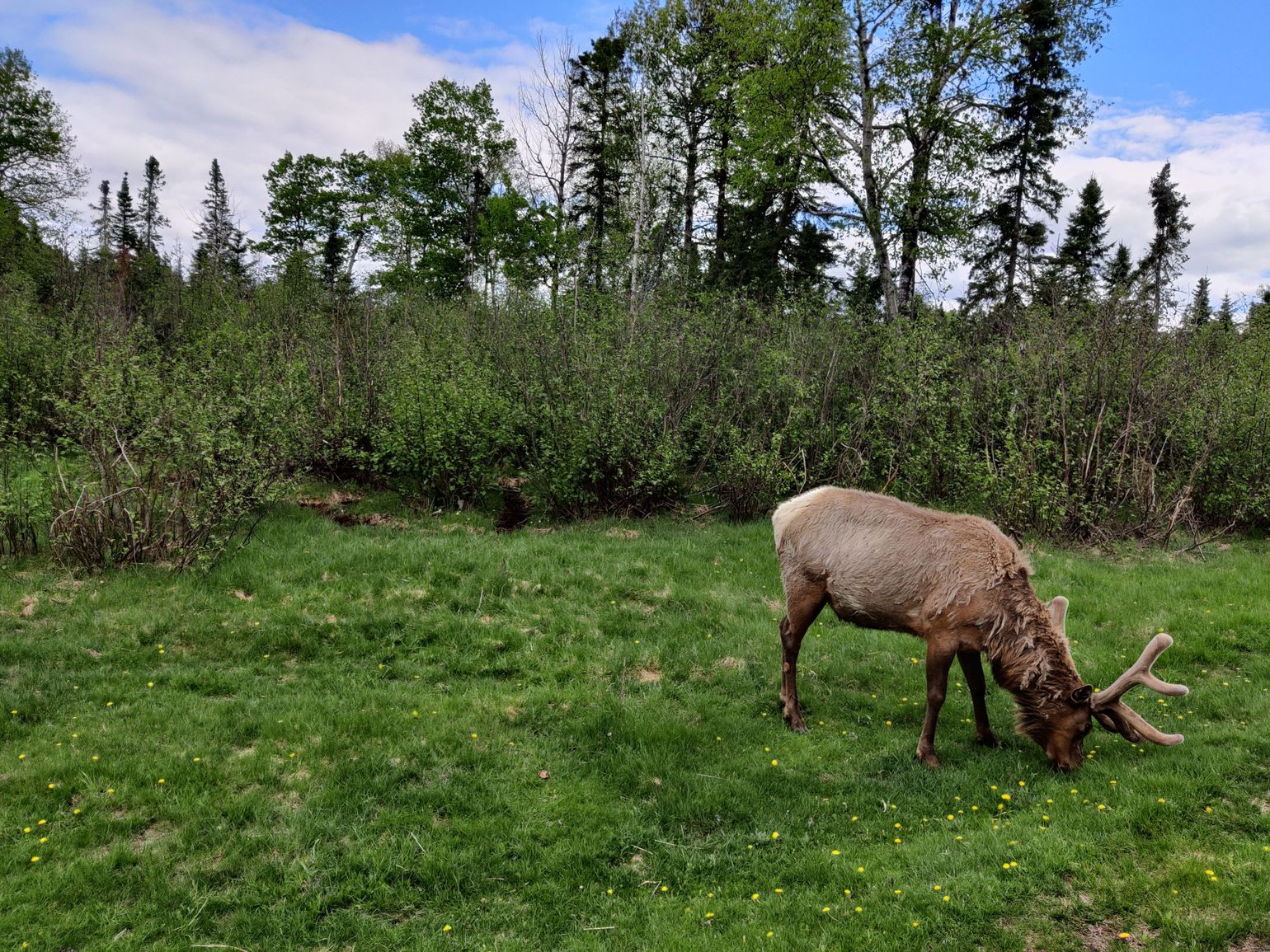 Wildlife Zoo St-Félicien
