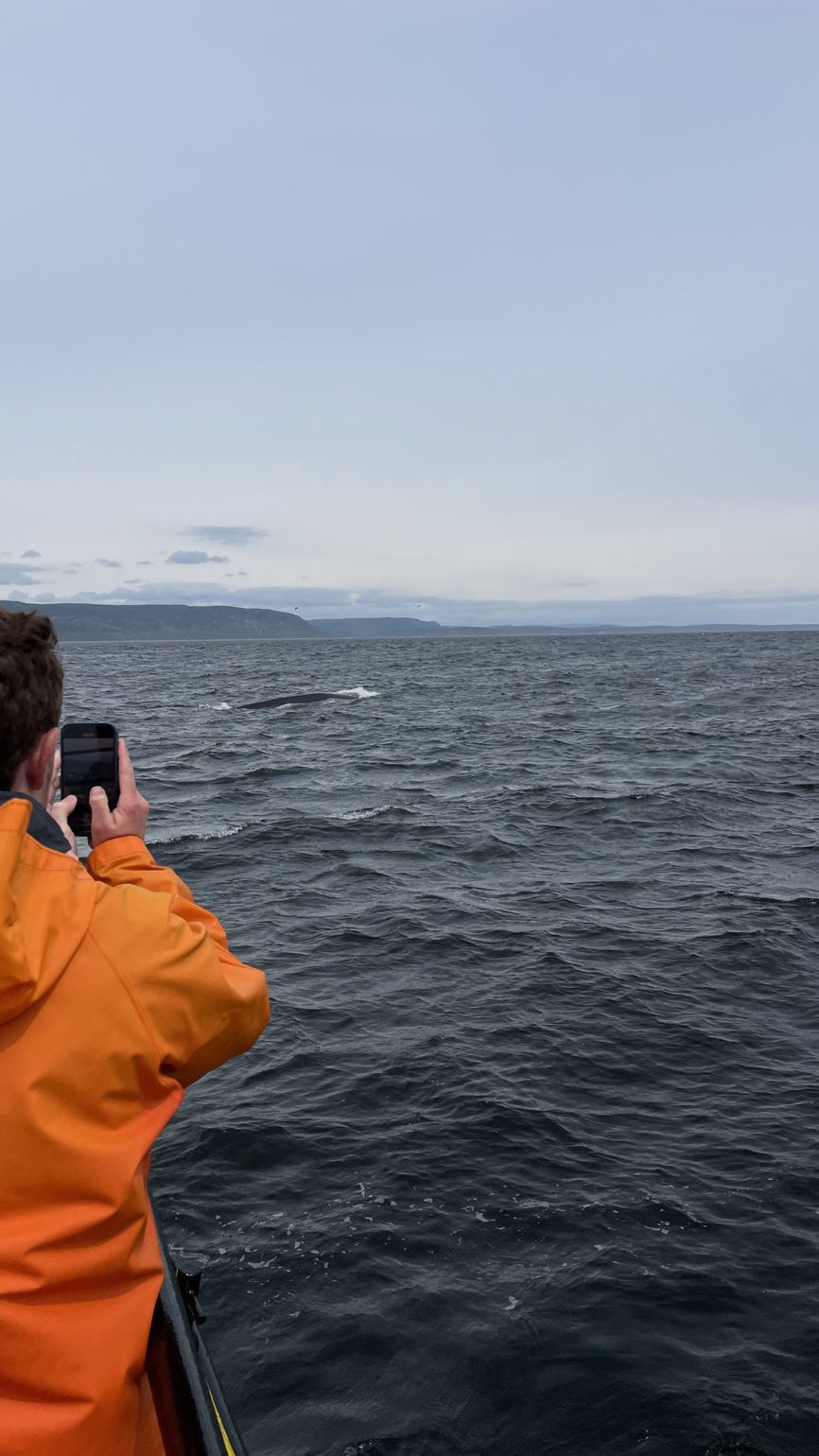Whale watching Tadoussac Québec Canada