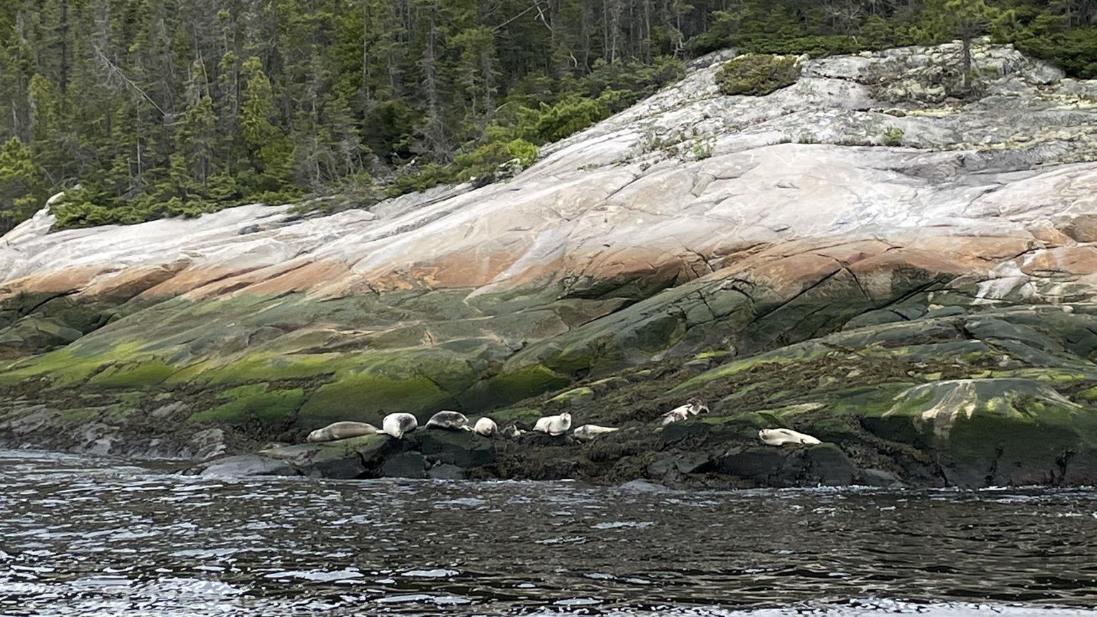 zeehonden Tadoussac Québec Canada