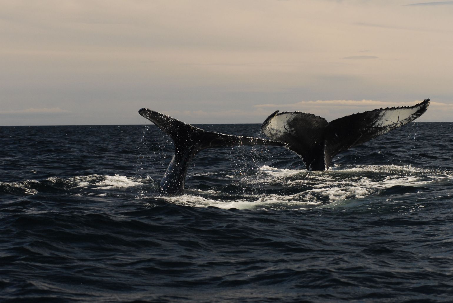 Walvissen St Lawrence