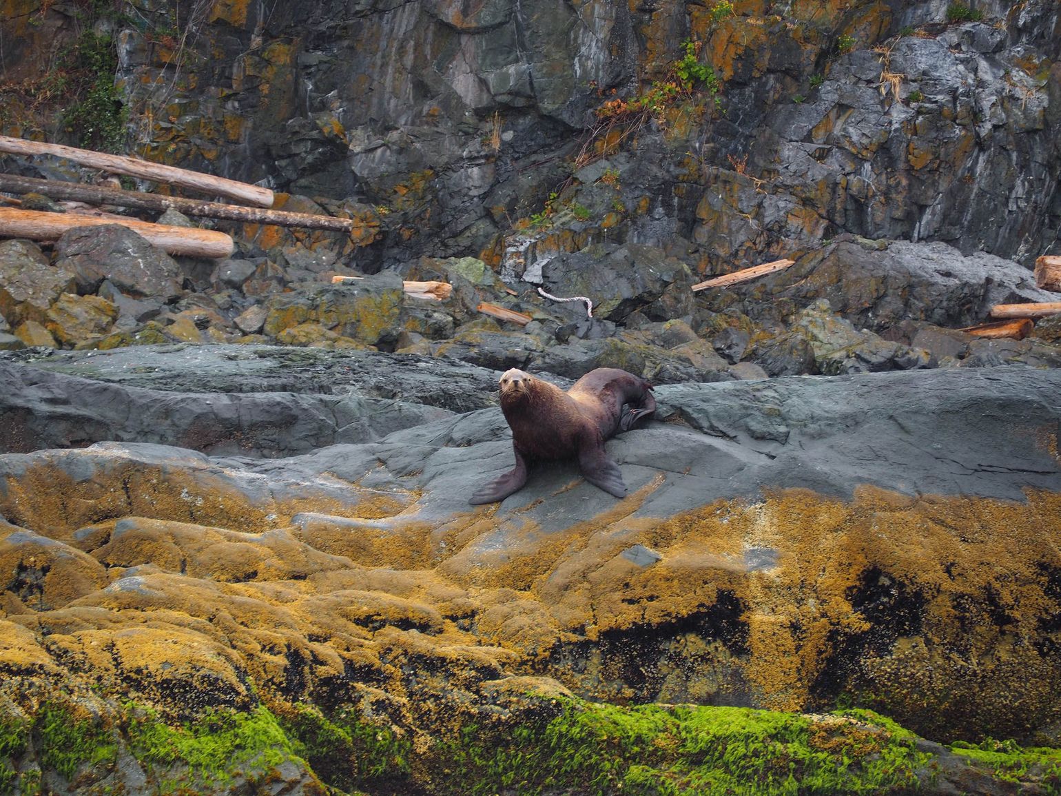 Zeeleeuw op Vancouver Island