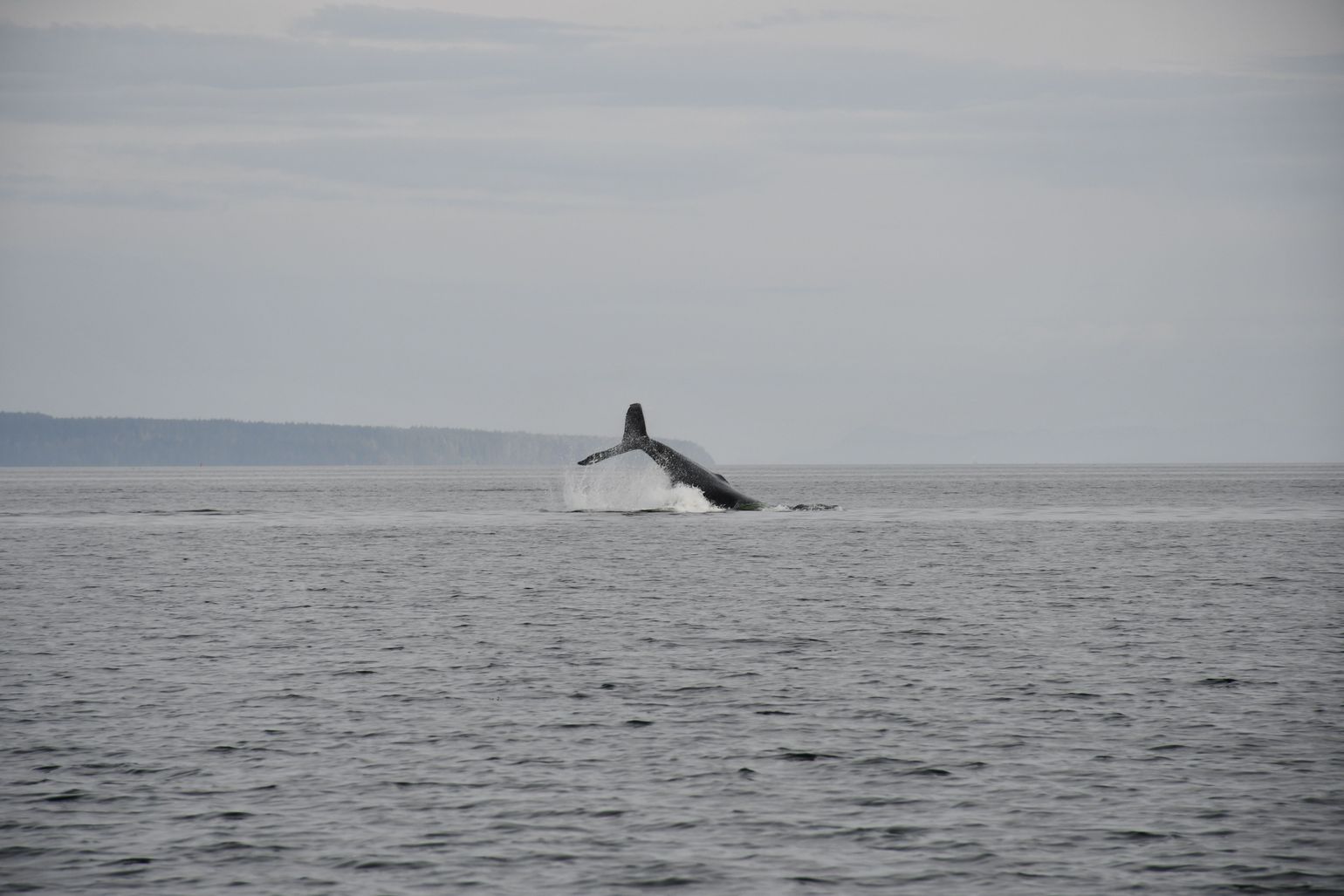 Walvis