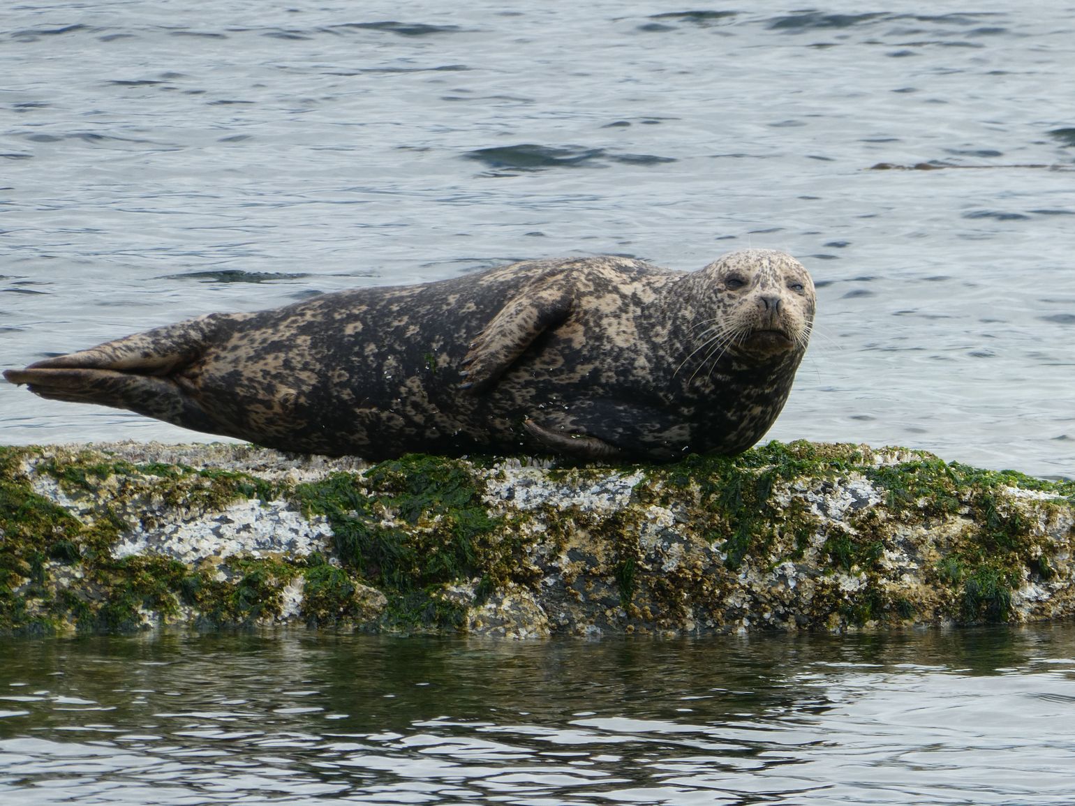 Zeehond Tofino