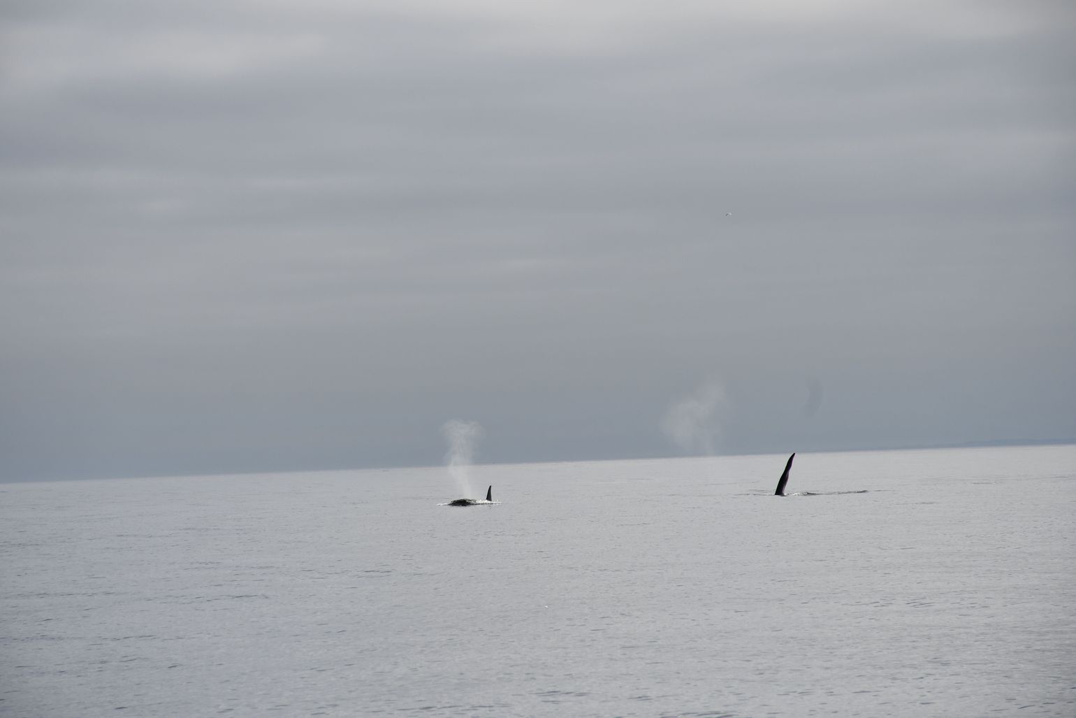 orka's