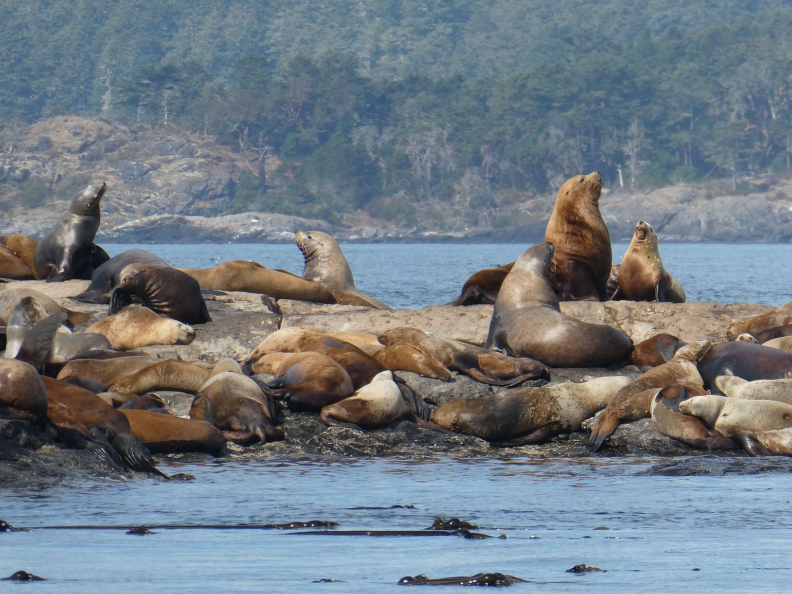 Zonnende Zeehonden