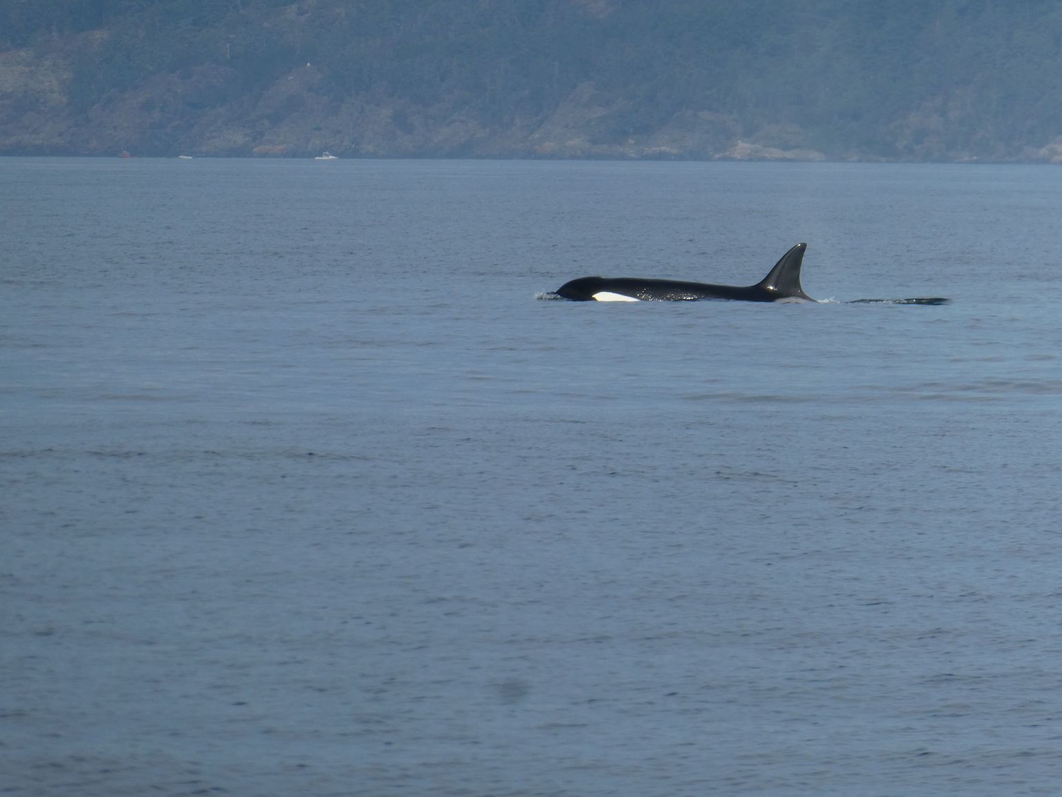 Orca