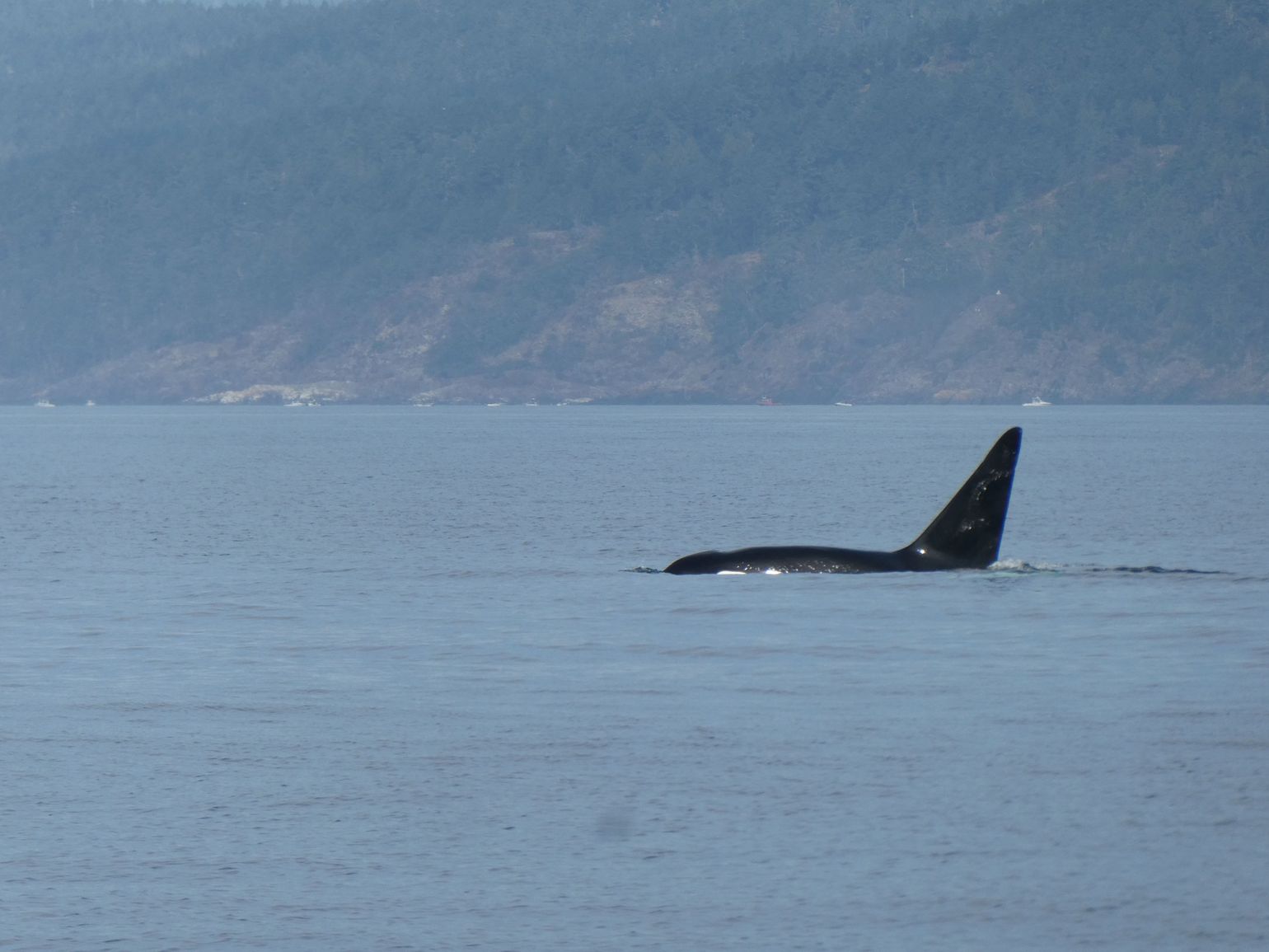 Victoria Orca vin