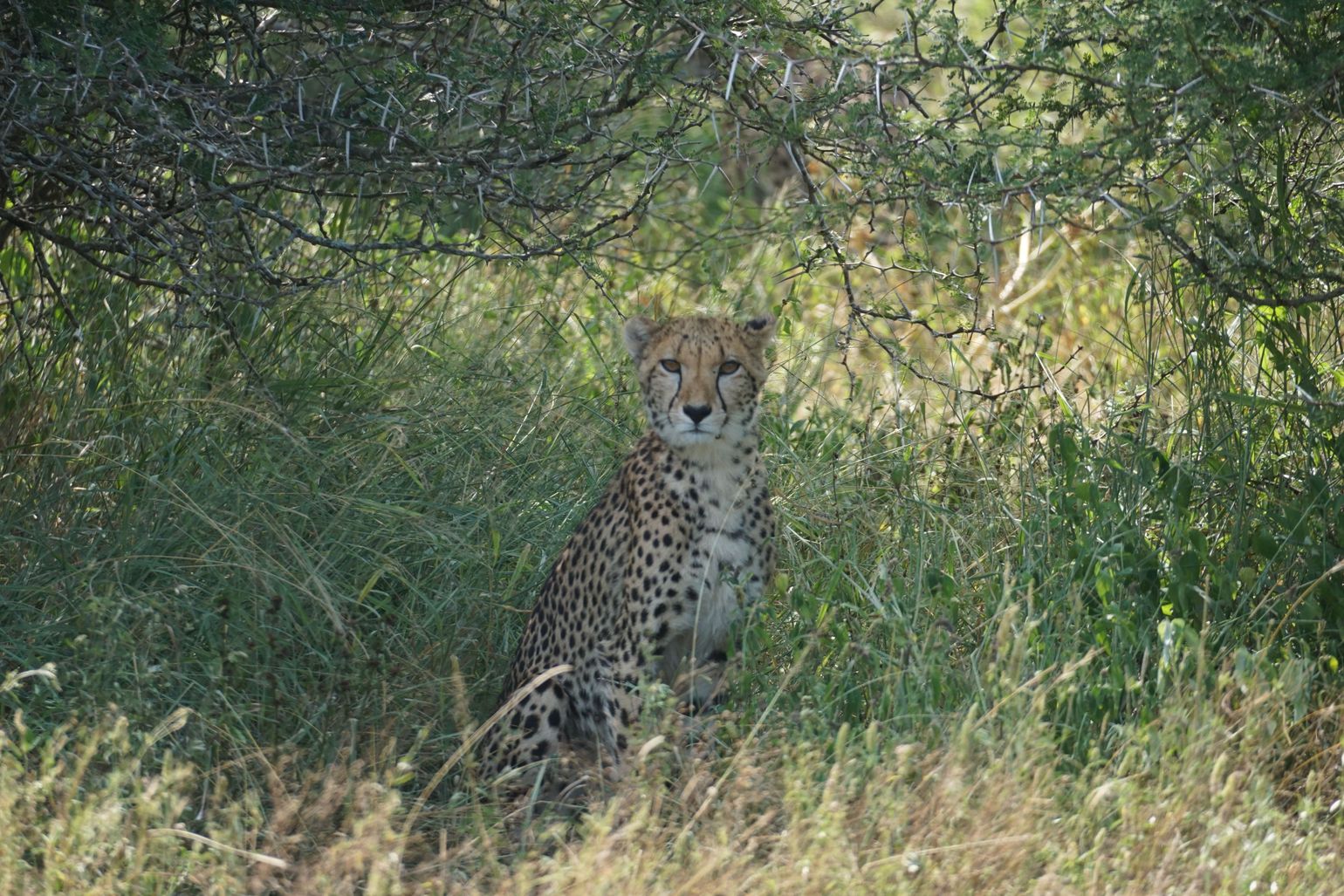 huwelijksreis Zuid-Afrika