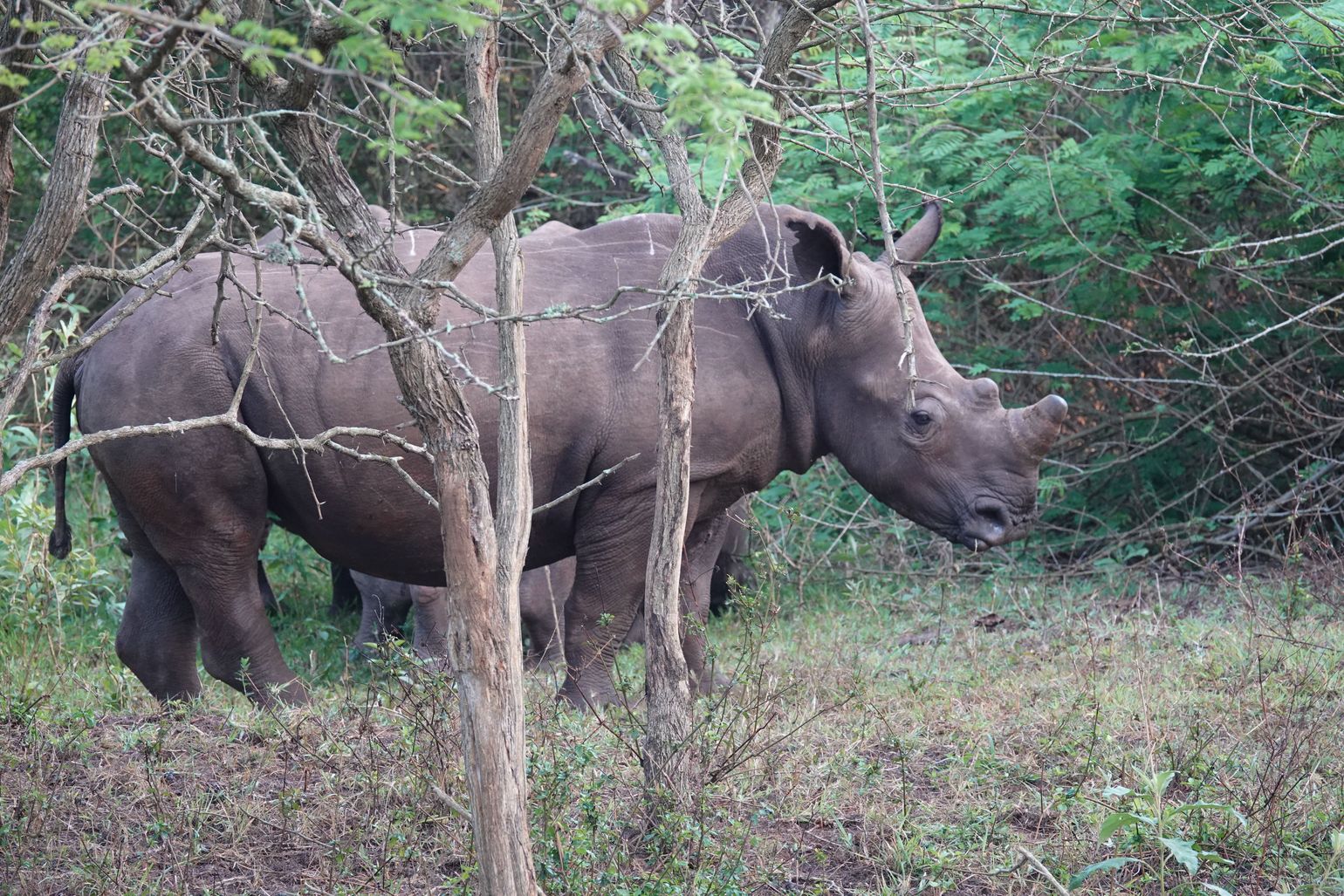 neushoorn zuid-afrika