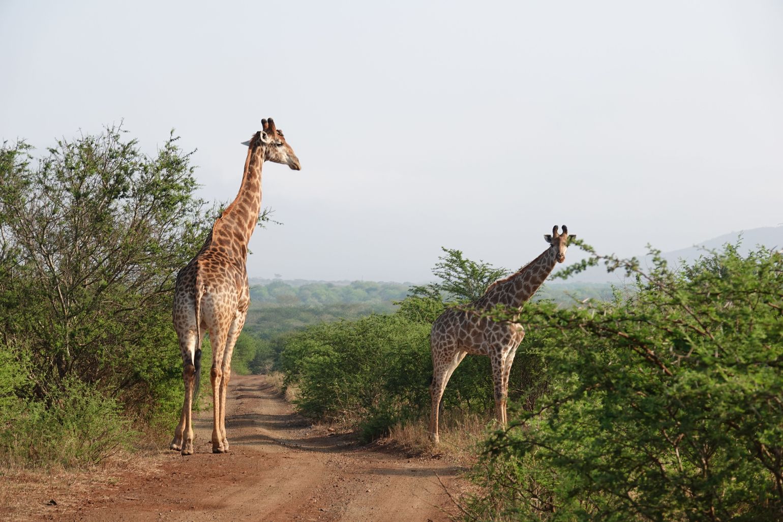 giraffen op safari