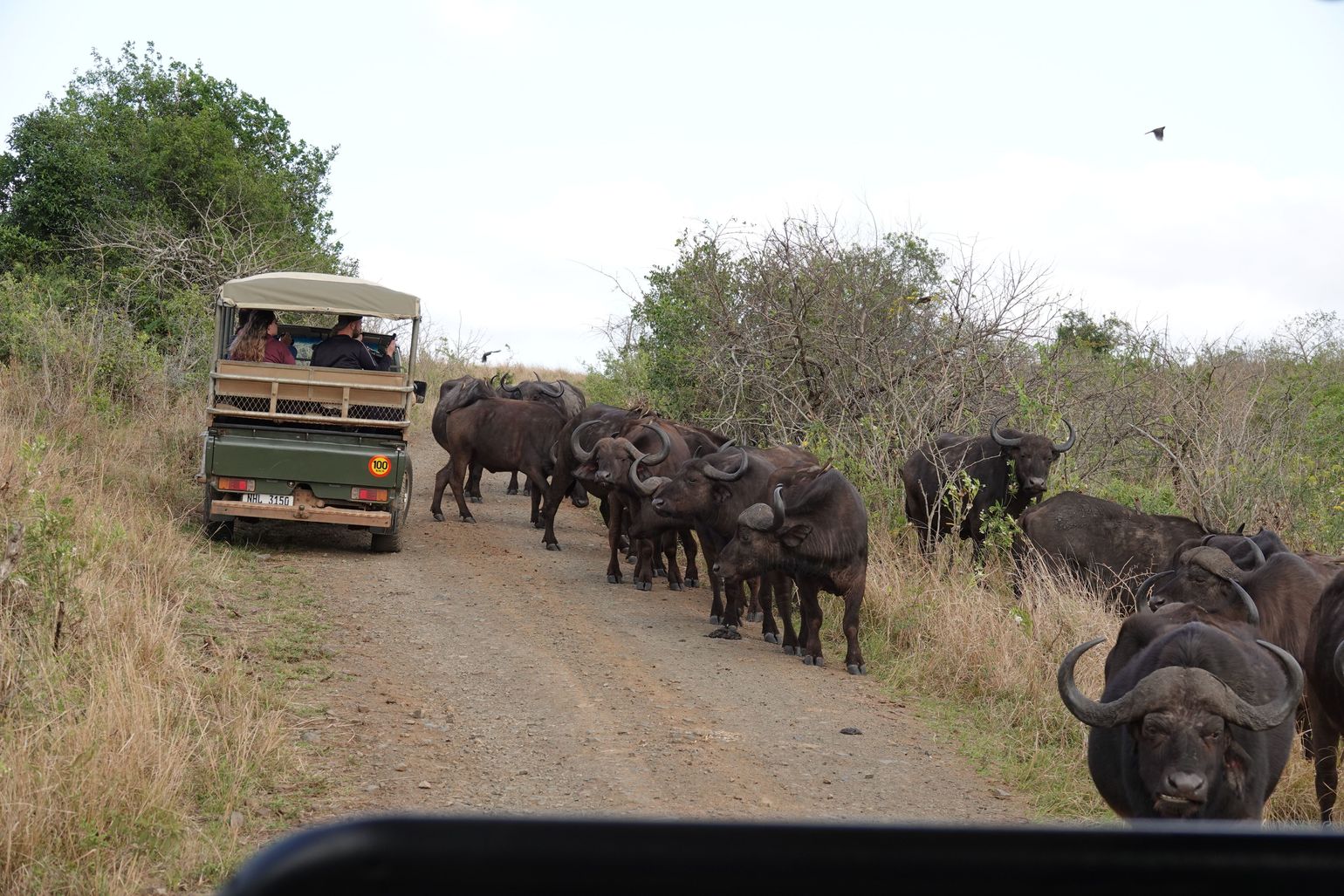 safari voertuig zuid-afrika 