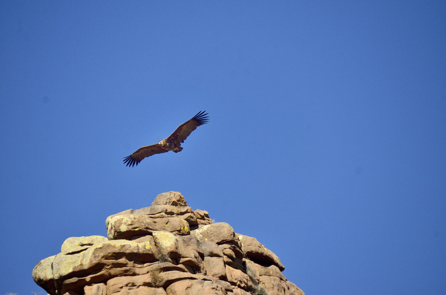 roofvogels spotten