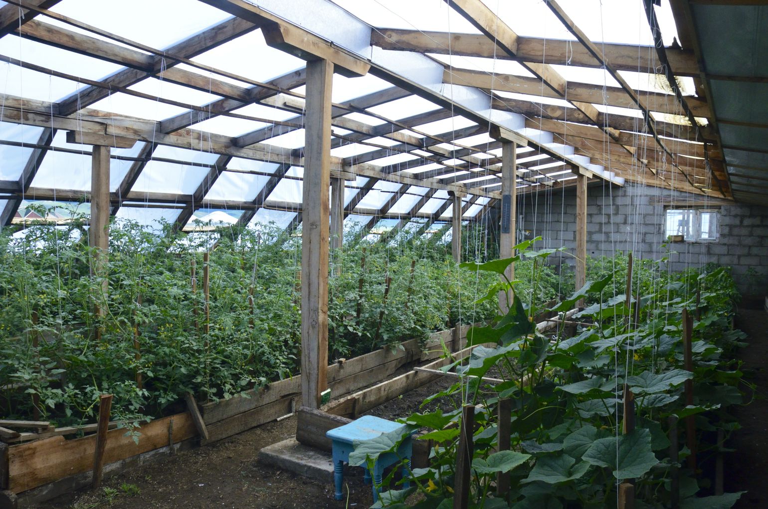 Serre met verse groenten