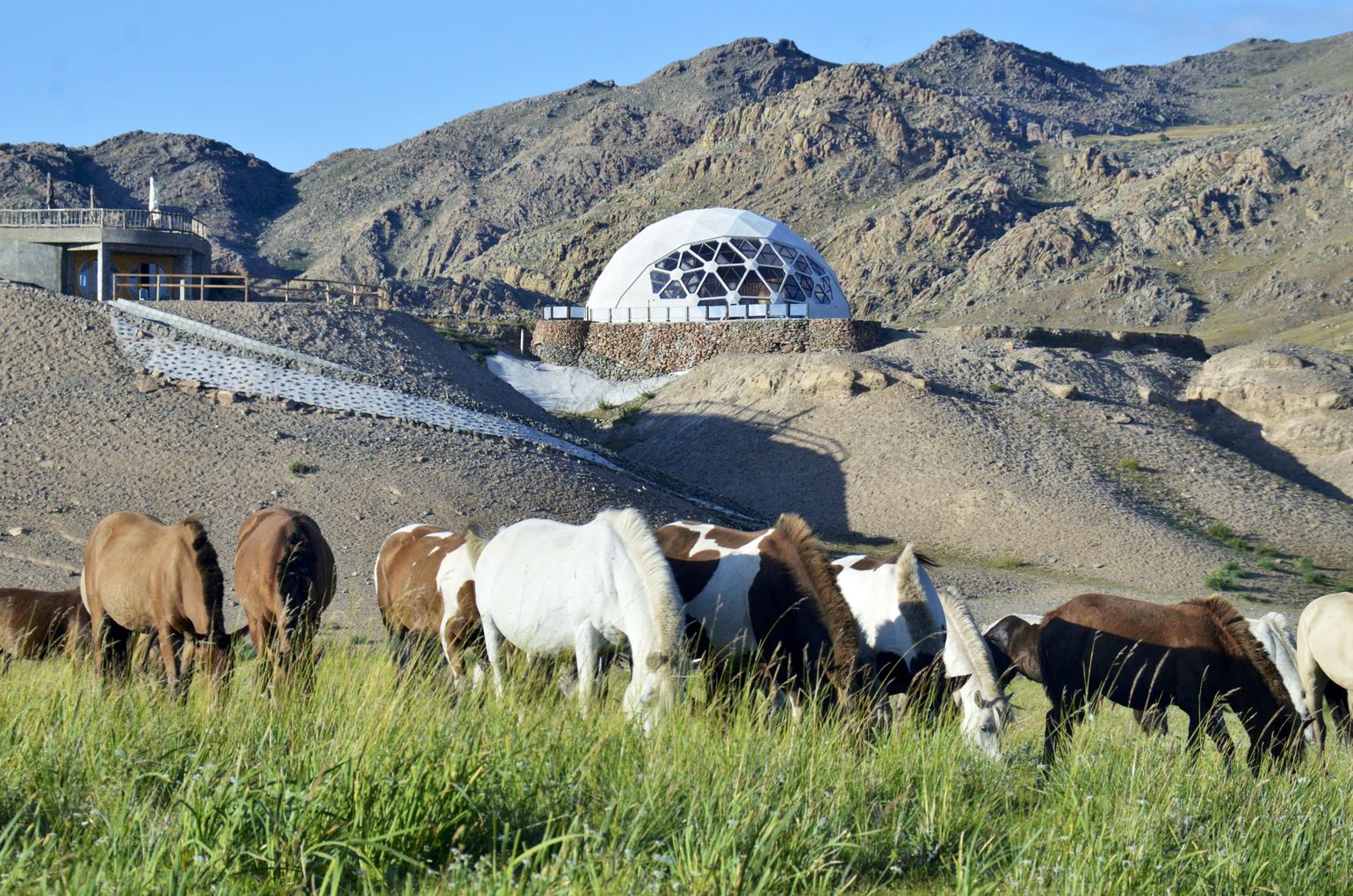 Paarden bij ViaVia Harganat