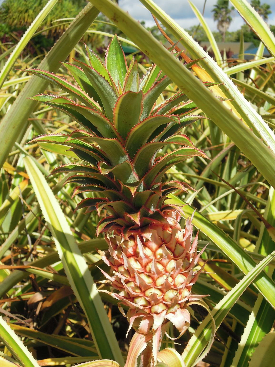 Ananas op Hawaii