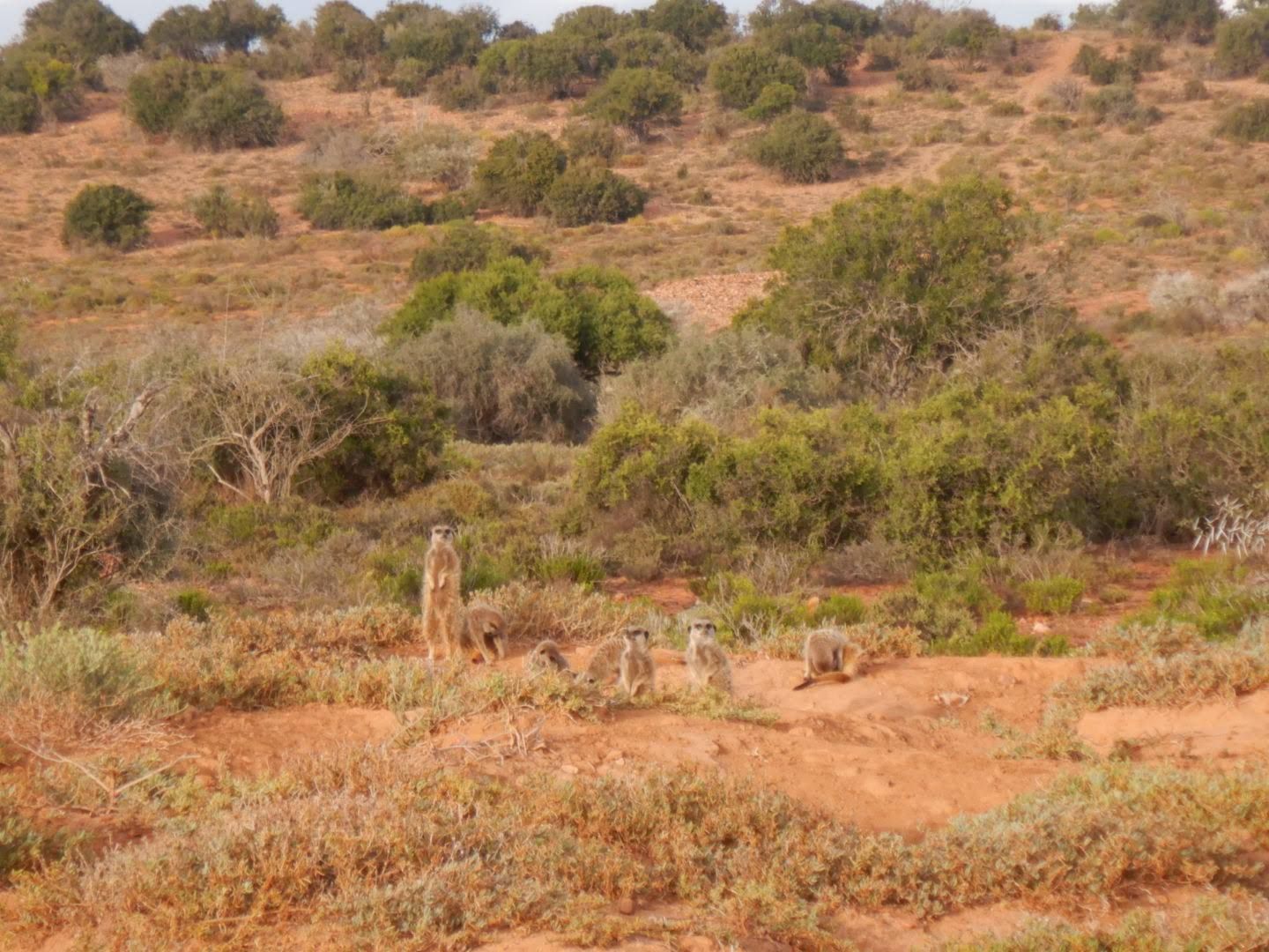 stokstaartjes Oudtshoorn