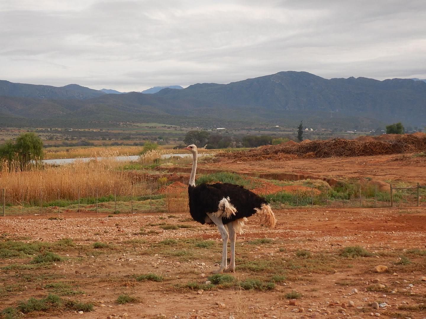 struisvogelboerderij Oudtshoorn