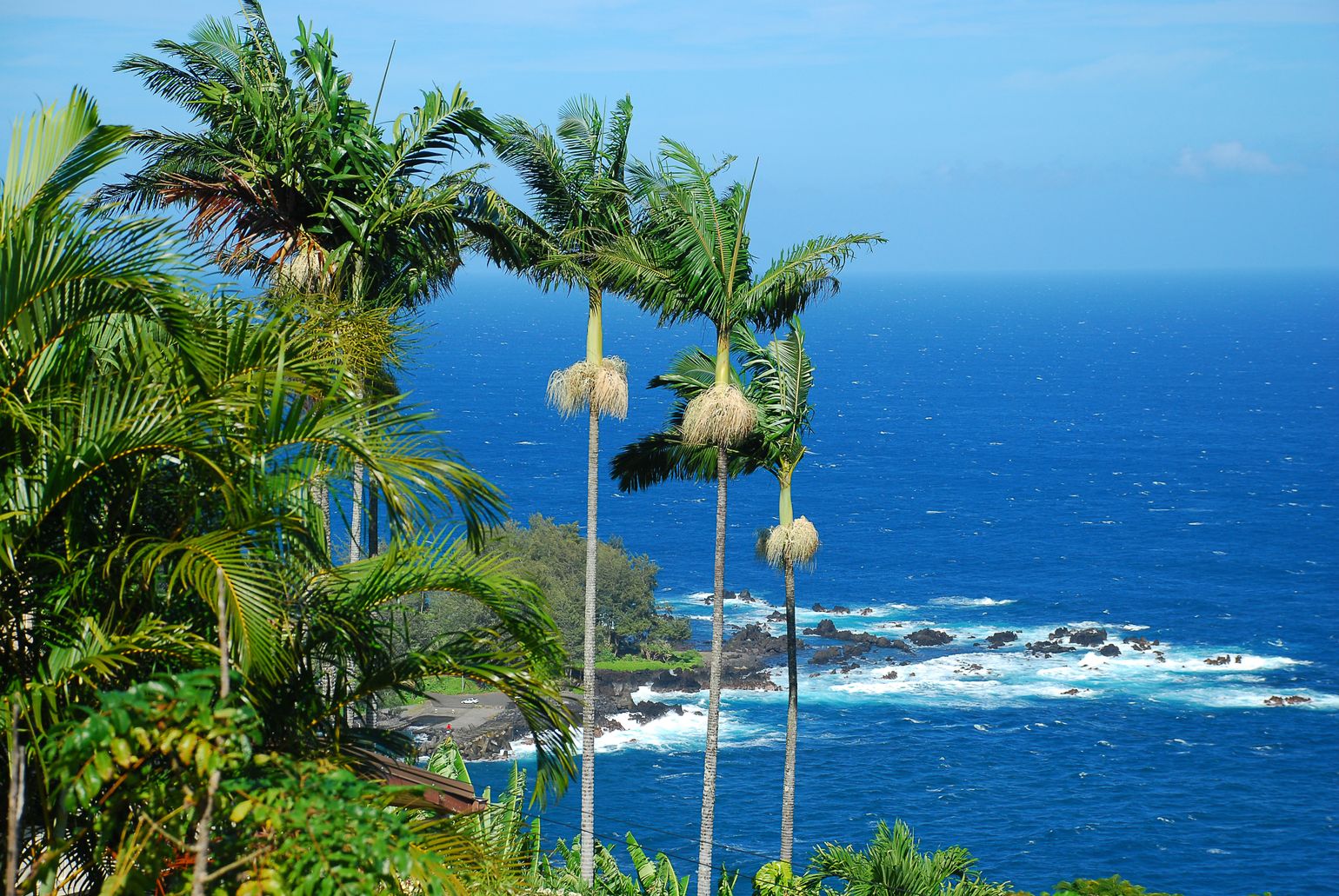 Palmbomen op Big Island Hawaii