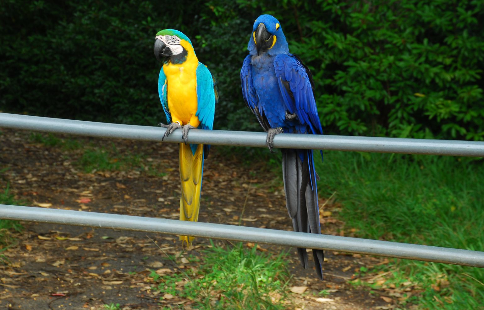 Tropische vogels