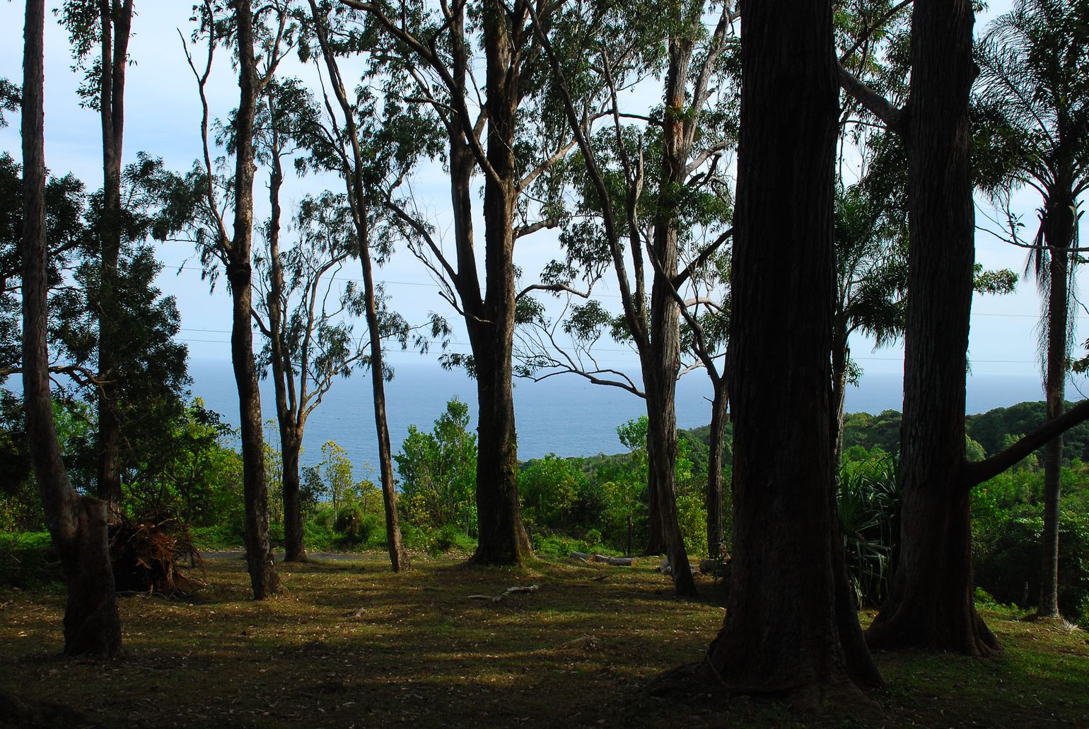 Hiken door het bos op Hawaii