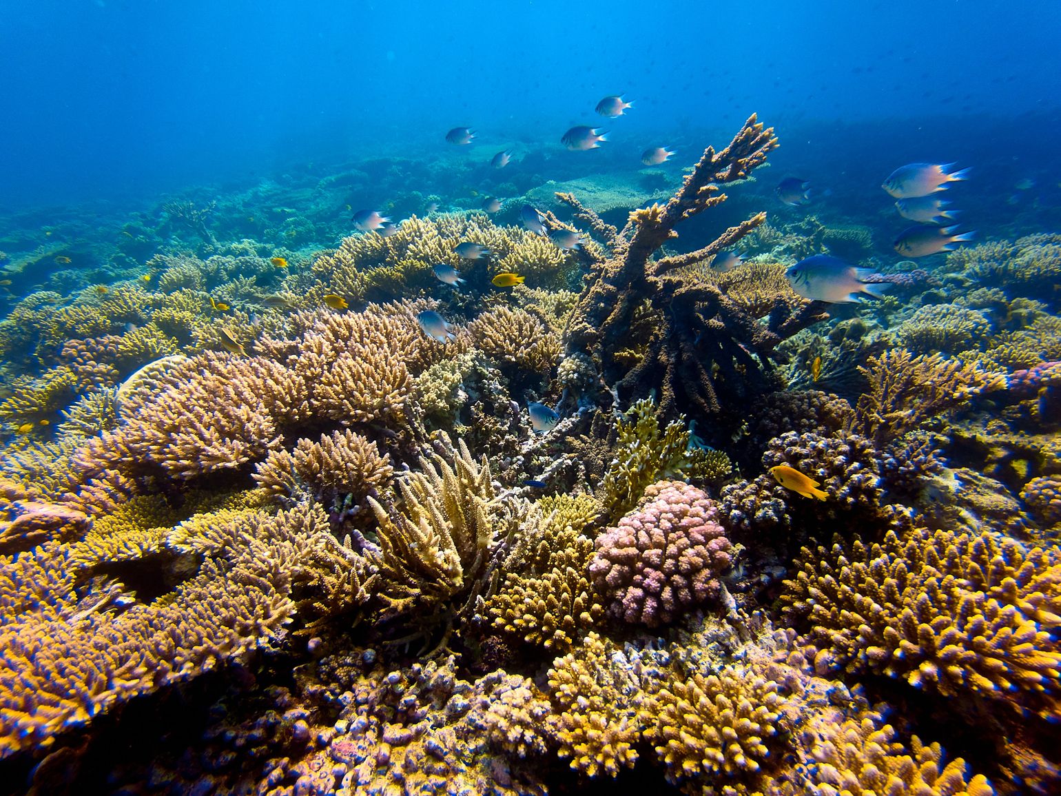snorkelen in Hawaii