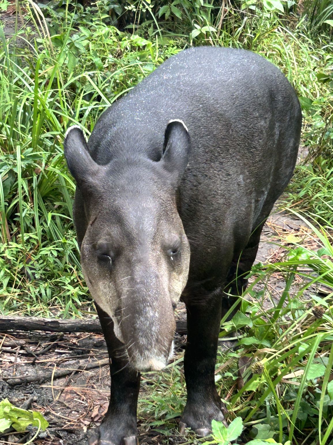 tapir