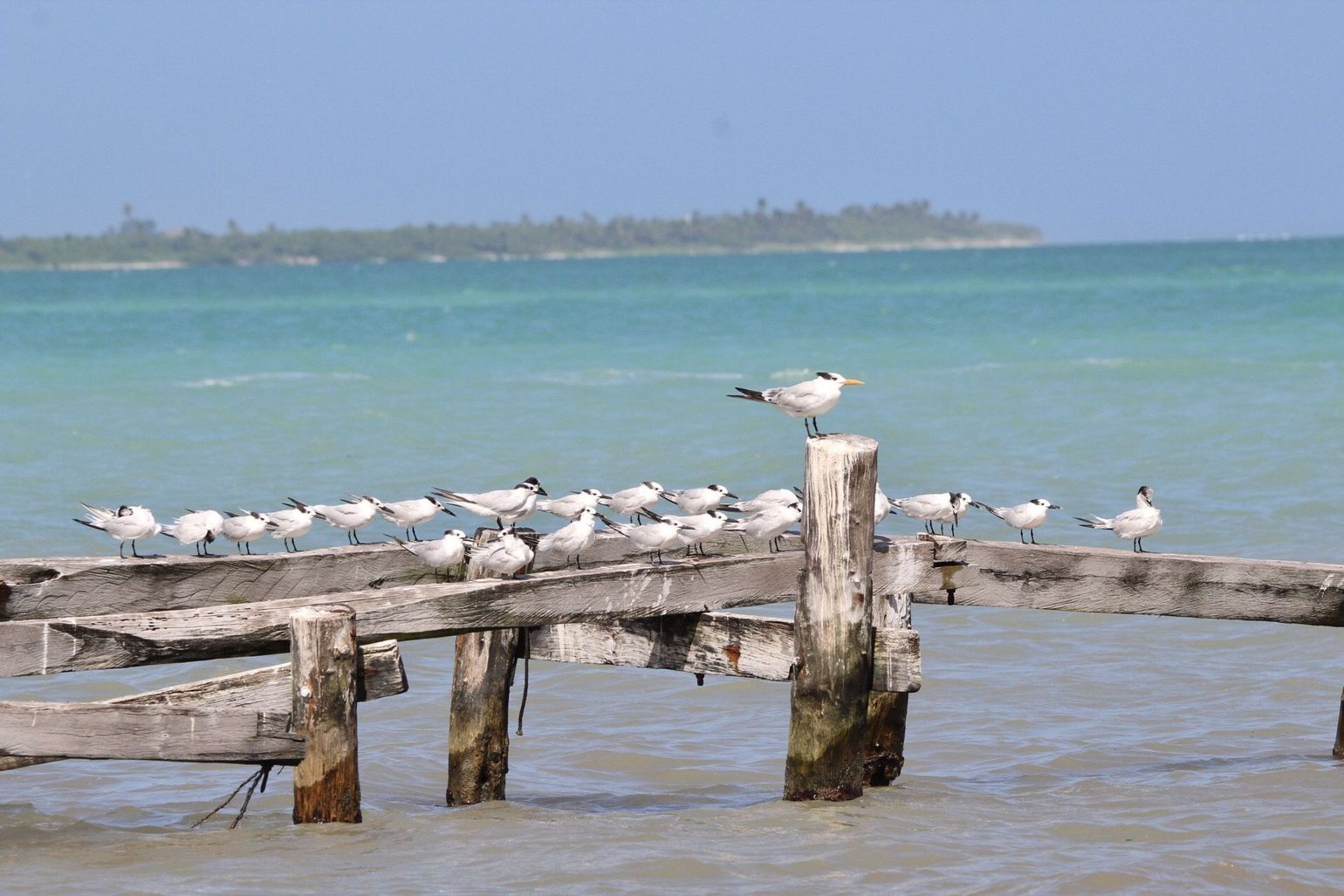 vogels