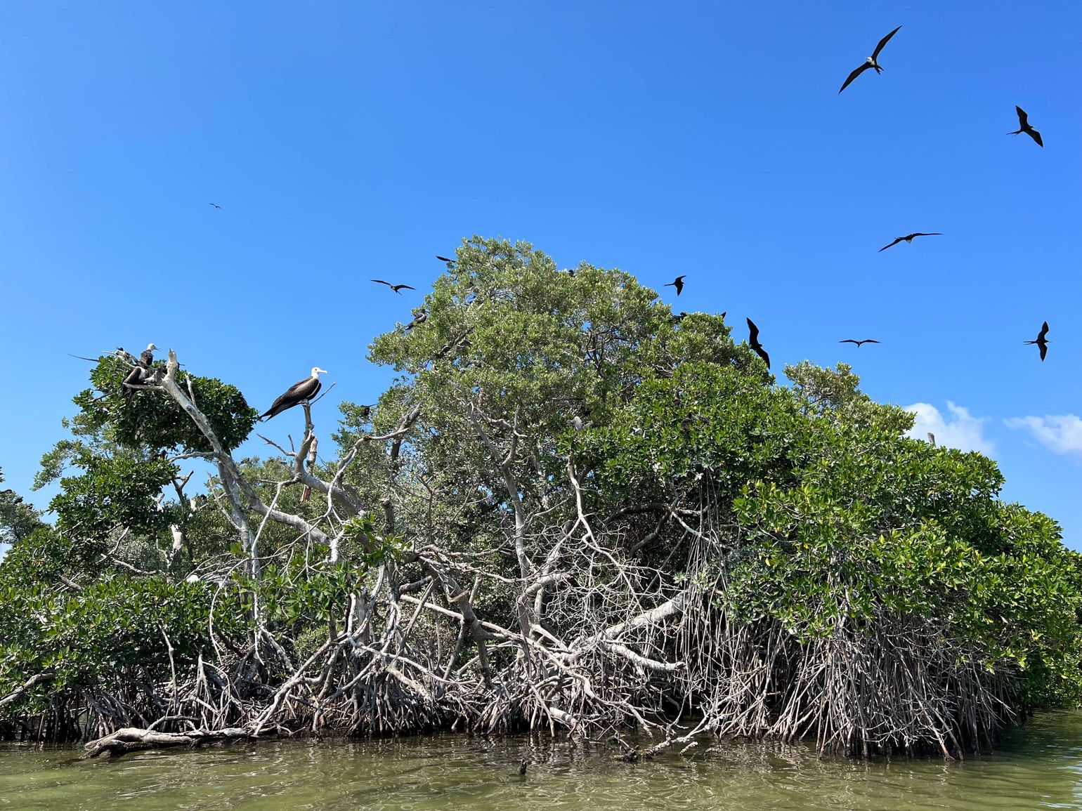 sian ka'an mangroves