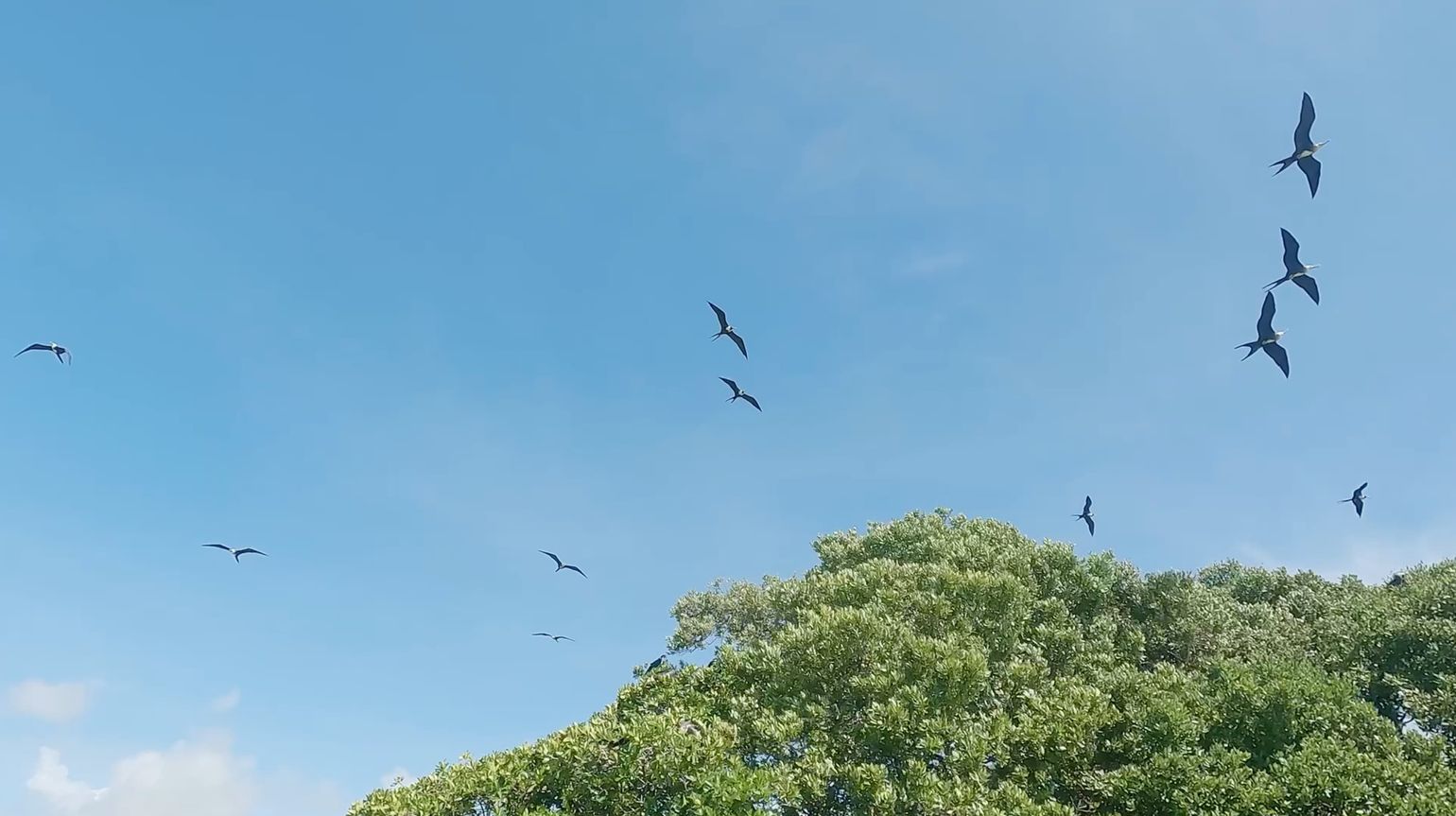 vogels spotten
