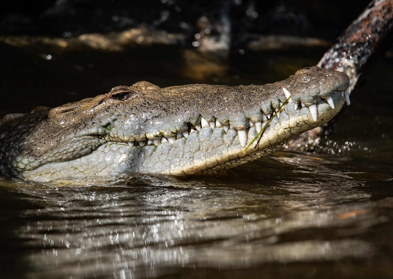 alligator