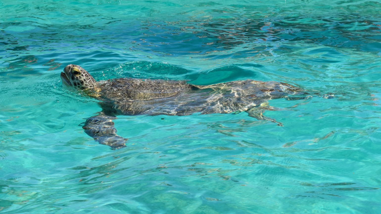 schildpad