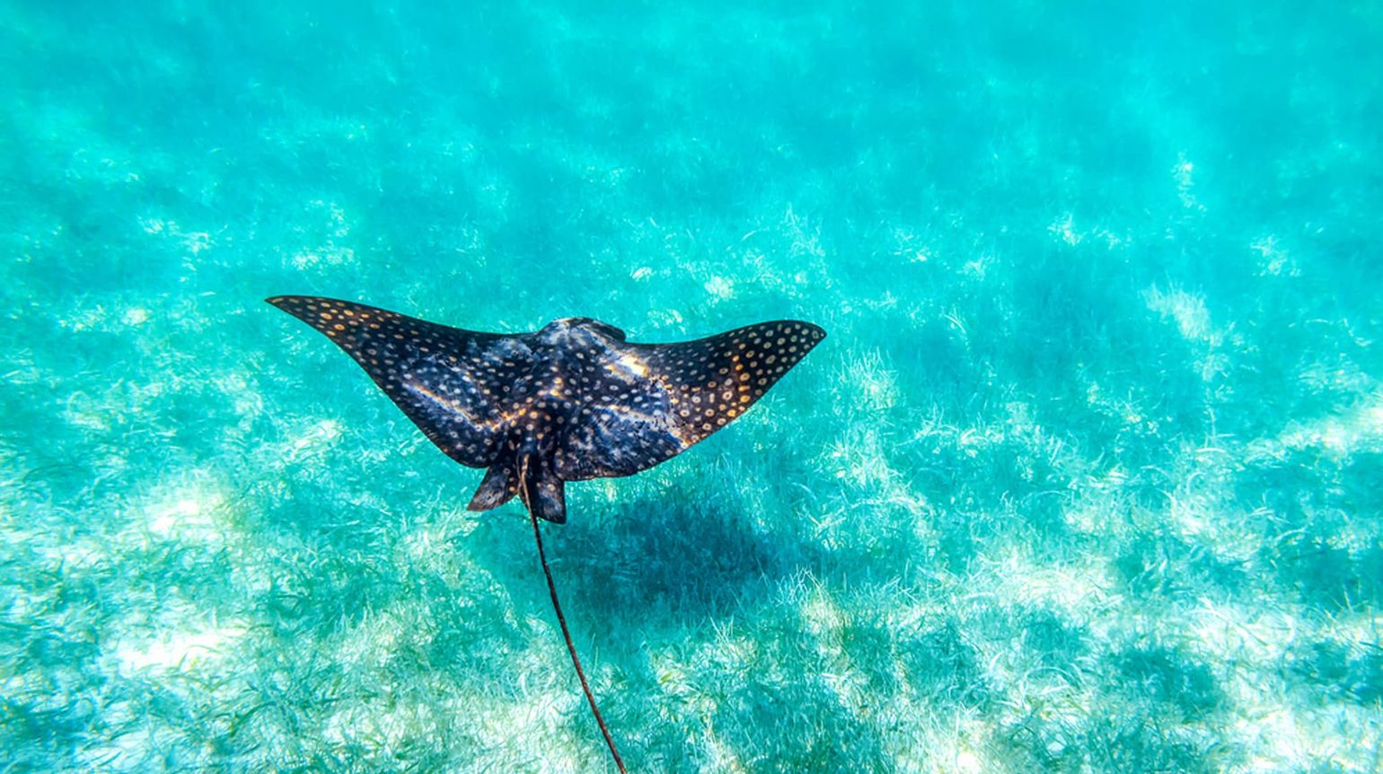 manta ray