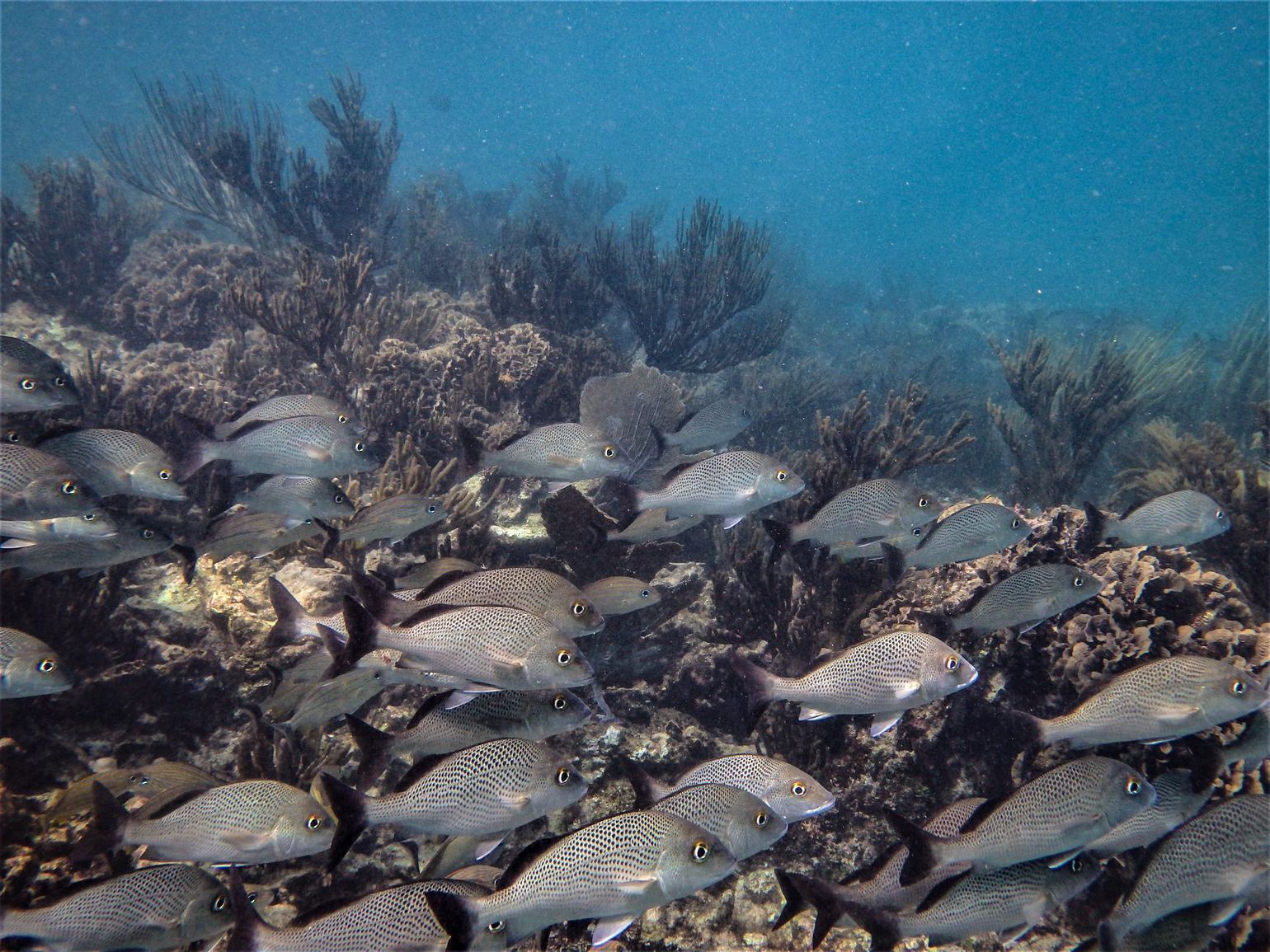 snorkelen