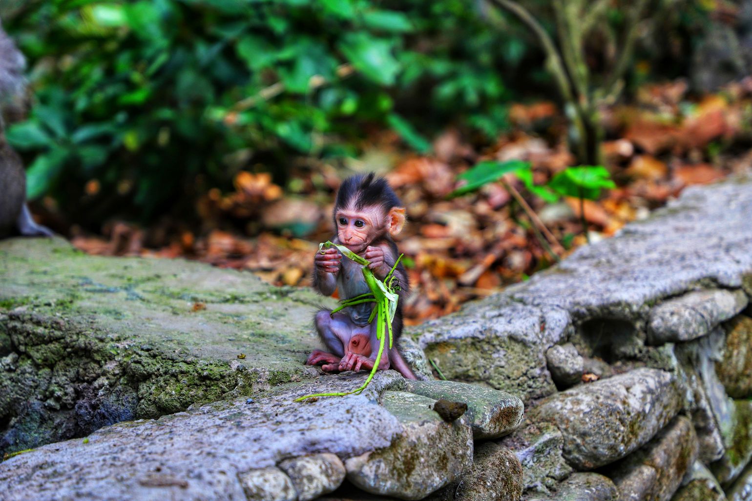 Baby aap in Bali, Indonesië