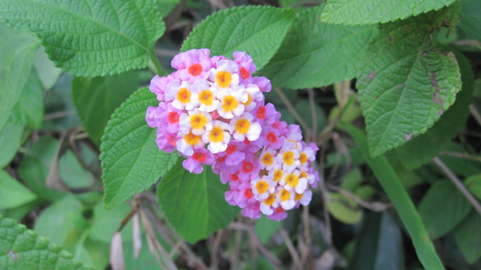 Flora op Bali Indonesië 