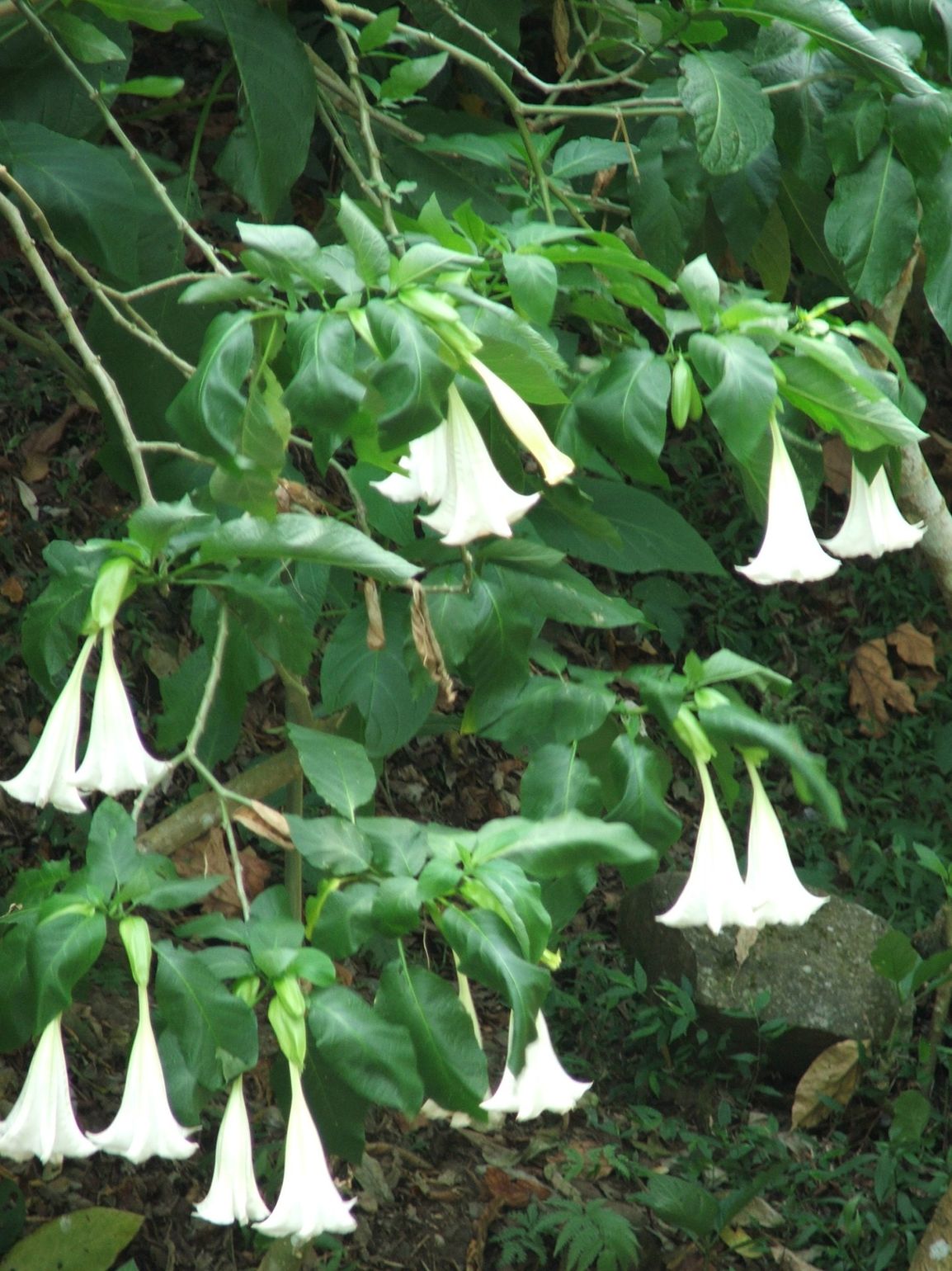 Flora op Bali Indonesië 
