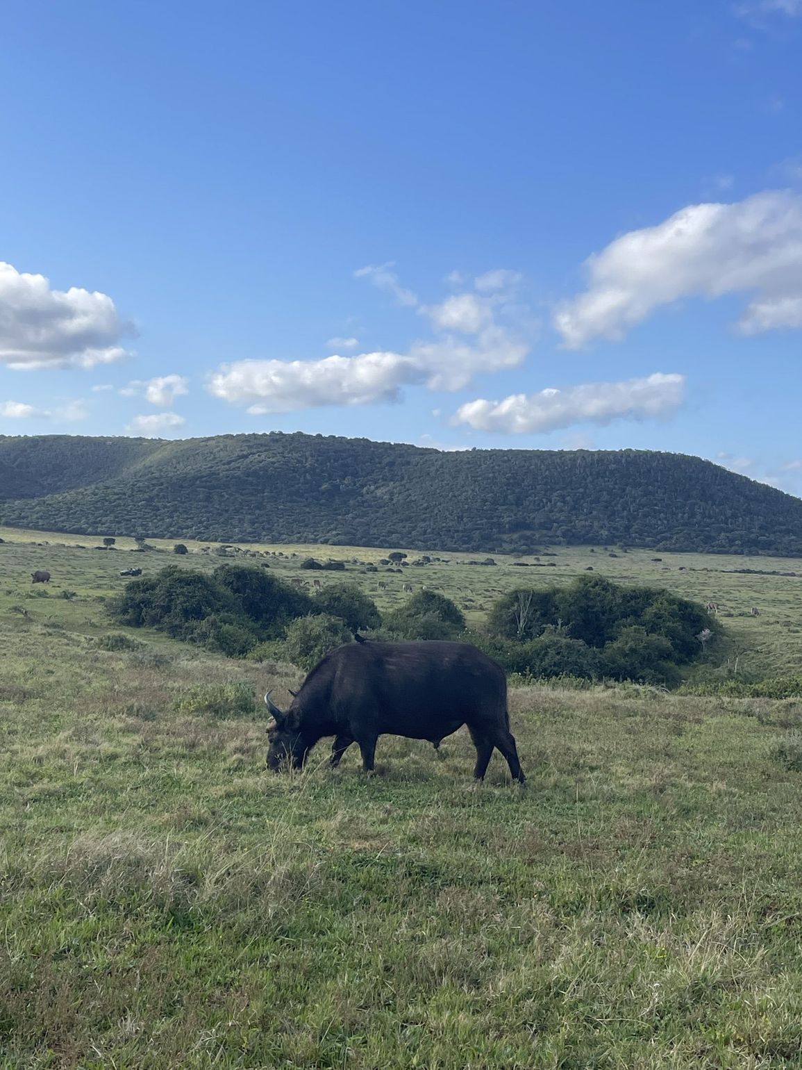 Dieren spotten op safari